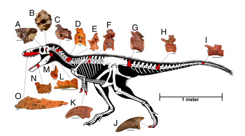 Skeletal reconstruction of T. euotica. Known bones are shown in red. Individual bones come from different individuals. Image: S. L. Brusatte et al., 2016/PNAS